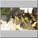 Tenthredo amoena - Blattwespe 10.jpg